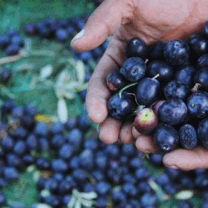 web sitesi zeytin rotası