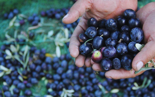 web sitesi zeytin rotası
